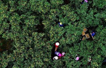 <b>乡村振兴一村一品的意义和重要性</b>